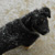 Dozer - Available