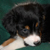 Zorro
